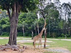 -广州长隆野生动物世界