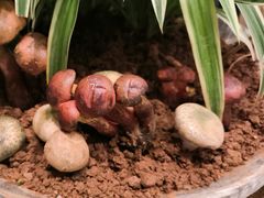 -福照楼汽锅鸡·云南菜(万达广场店)
