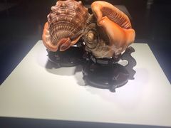 -贝壳王国博物馆
