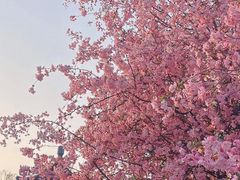 -莫愁湖公园