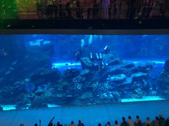 -迪拜水族馆及水下动物园