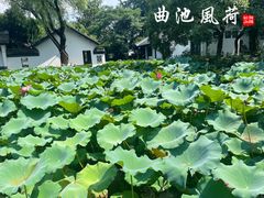 -红梅公园