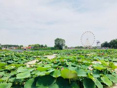 -白洋淀景区