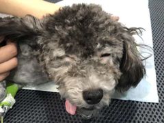 -瑞派名望24h动物医院异宠专科·猫专科·骨科·重症监护分院