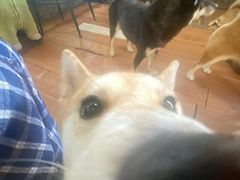 -柴犬高等学院·狗咖·柴犬售卖·宠物训练