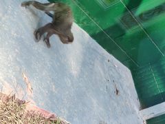 -深圳野生动物园