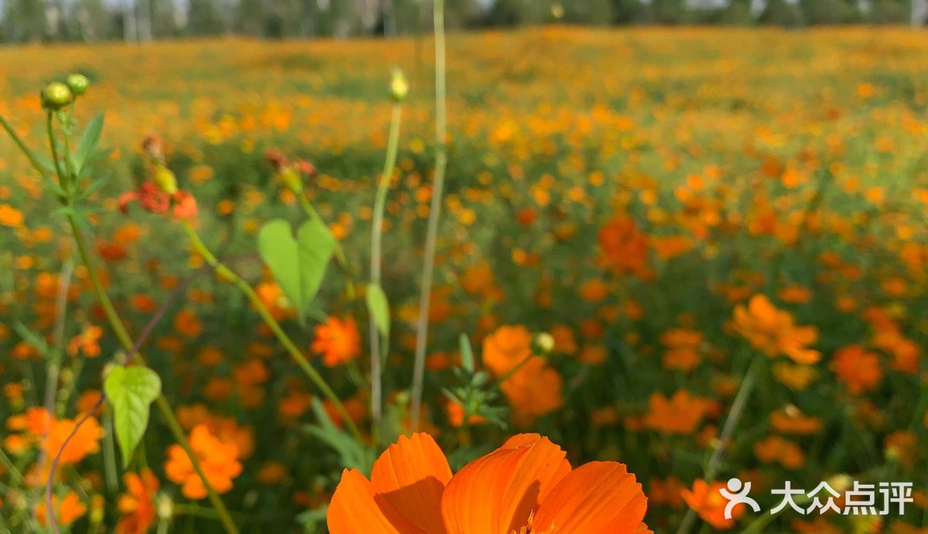 ☀️这个盛夏，遇见长沙的莫奈花园🌼