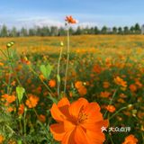 ☀️这个盛夏，遇见长沙的莫奈花园🌼