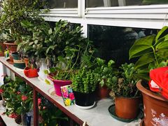 -北京龙庆四季香农家饭庄·灶台鱼·碳烤虹鳟鱼(龙庆峡店)