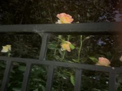 -黄村公园