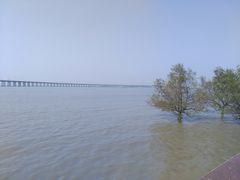 -宝安西湾红树林湿地公园