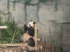 -深圳野生动物园