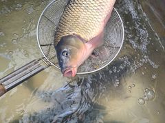 -庆岭迎宾园正宗活鱼馆