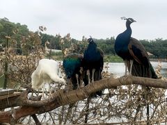 -李小龙乐园(顺德均安店)