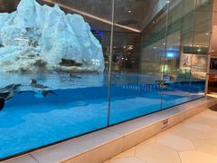 -帝企鹅自助餐厅•儿童岛•真企鹅(长隆企鹅酒店)