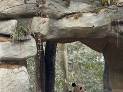 -中国大熊猫保护研究中心雅安碧峰峡基地