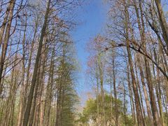 -上海共青森林公园