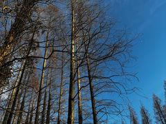 -黄海国家森林公园