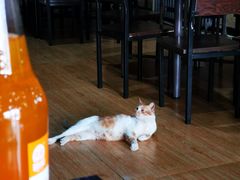 -东北铁锅烀饼