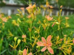 -梧桐山风景名胜区