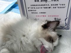 -瑞派紫金宠物医院24小时·骨科·中兽医·重症转诊中心(番禺大石院)