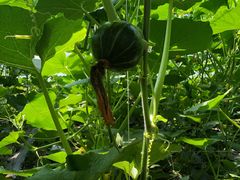 -万源龙顺度假庄园生态观光园