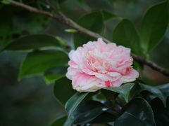-中国科学院华南植物园