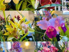 -洪湖湿地生态园