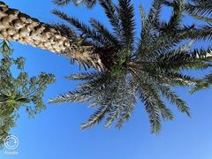 -海口绿发希尔顿酒店-田园汇自助餐·三文鱼·海鲜