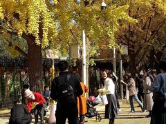 -三里屯东五街银杏大道
