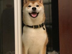 -萌宠之家·腊肠犬·马尔泰·小体犬舍