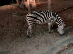 -清迈夜间动物园