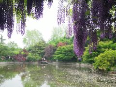 -嘉定紫藤园