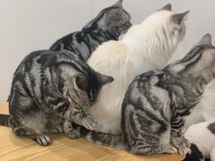 -有喵·猫咖·狗咖·30几只猫10只小狗(岗厦店)