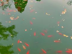 -香山公园