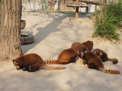 -西安秦岭野生动物园