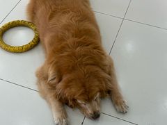 -汪说·狗咖·拼豆·宠物周边DIY(旺城大厦店)