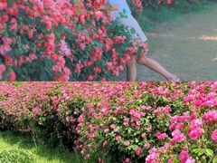 -上海山野camping·户外天幕烧烤·团建拓展营地