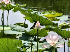-荔湾湖公园