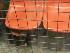 -猫咪博物馆(顶澳仔猫街店)