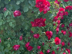 -海上花岛玫瑰园采摘