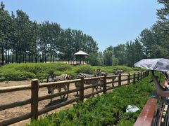 -大连森林动物园