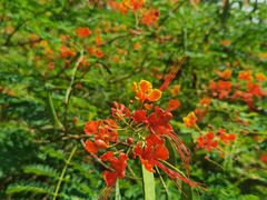 -西双版纳原始森林公园