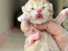 -lincat·猫舍(广州店)