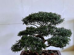 -上海虹桥迎宾馆