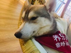 -Husky Go! 哈士奇体验馆·宠物咖啡厅狗咖