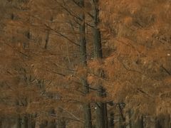 -白鹭湾湿地公园