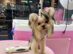-FAELING PETS美天灵宠物(富力广场店)