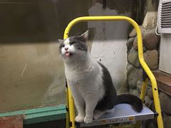 -猫咪博物馆(顶澳仔猫街店)