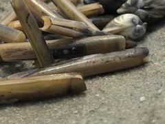 -北海金海湾红树林生态旅游区